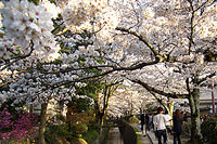 All guest tourists can enjoy visiting Kyoto same as usual.